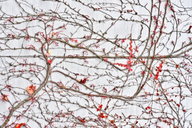 The photo shows a concrete wall with branches growing wildly.<br />©memephoto