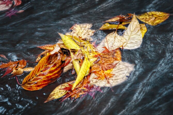 The photo shows leaves in a flowing stream.<br />©memephoto